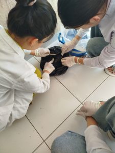 "Plastik xirurgiya" bo'yicha olimpiadaga tayyorgarlik