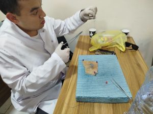 "Plastik xirurgiya" bo'yicha olimpiadaga tayyorgarlik